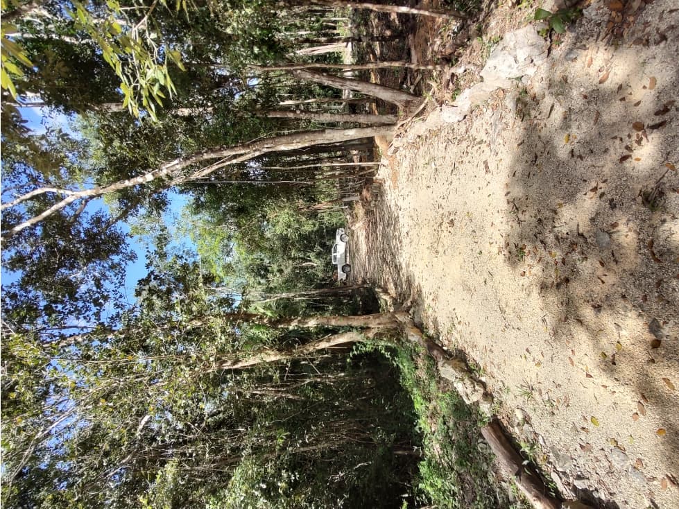 Lotes ecológicos LA CEIBA, cerca de cenotes desde 323 m2 — foto 3
