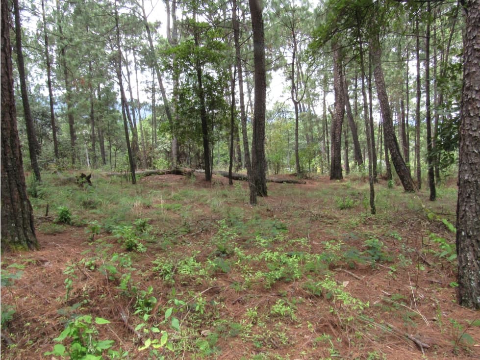 AMPLIO TERRENO CON EXCELENTE USO DE SUELO — foto 11
