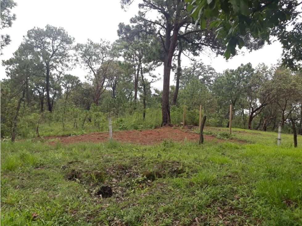 TERRENO CON BOSQUE EN PINARES DEL LAGO — foto 4