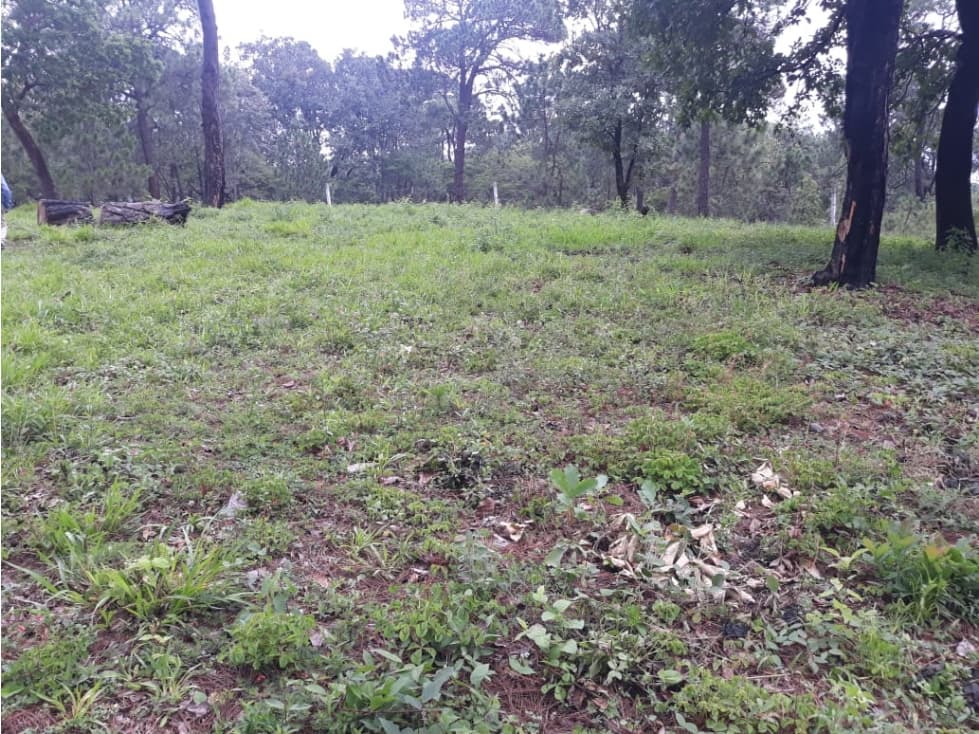 TERRENO CON BOSQUE EN PINARES DEL LAGO — foto 3