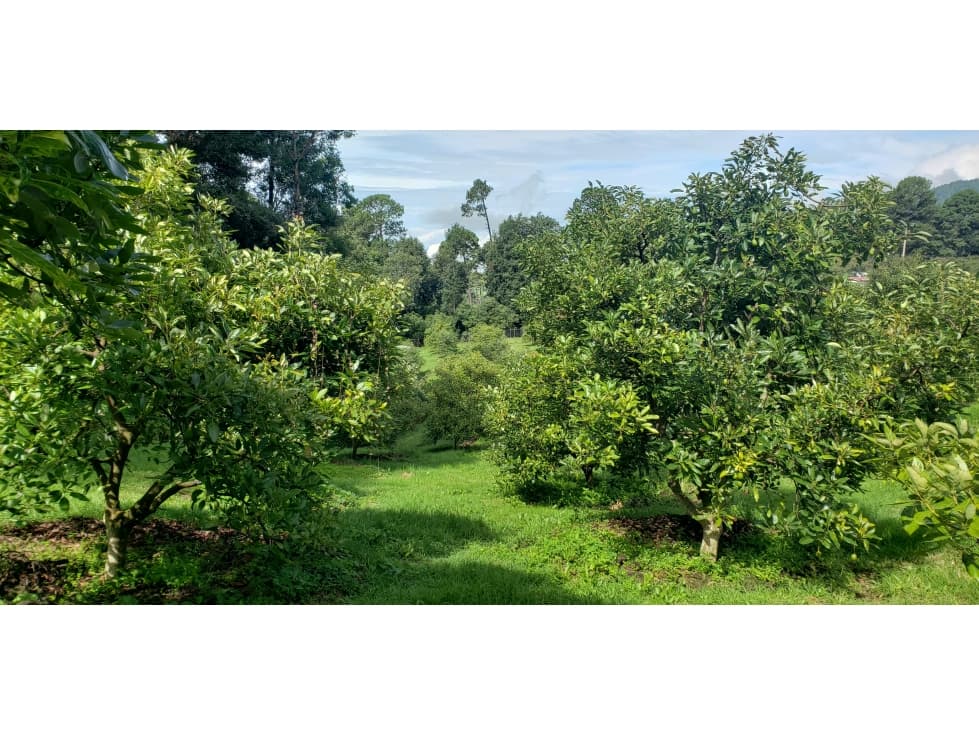 EL MANZANO — foto 2