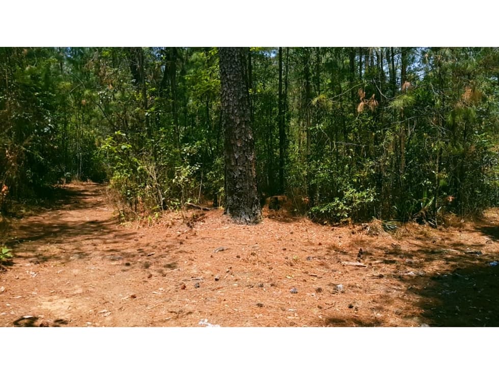 AMPLIO TERRENO BOSCOSO — foto 6