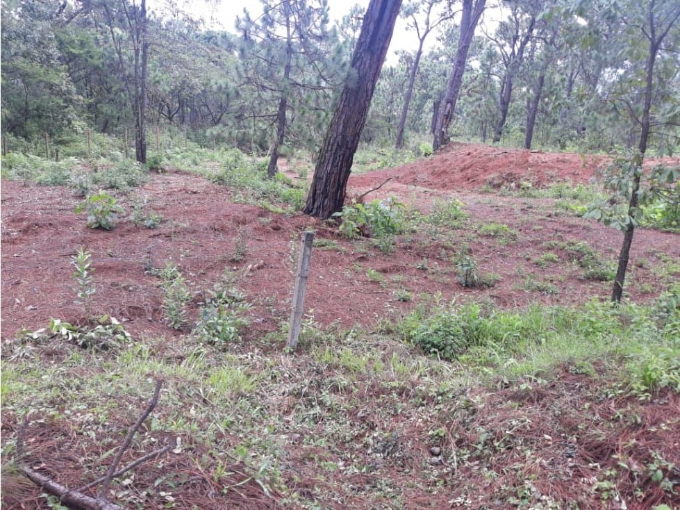 TERRENO CON BOSQUE EN PINARES DEL LAGO — foto 6