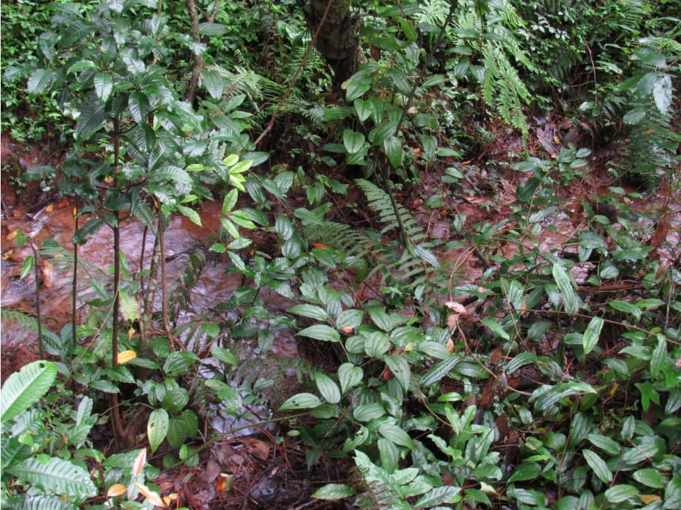 TERRENO PARA DESARROLLAR — foto 3