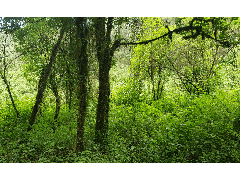 RANCHO SAN SIMÓN — foto 6