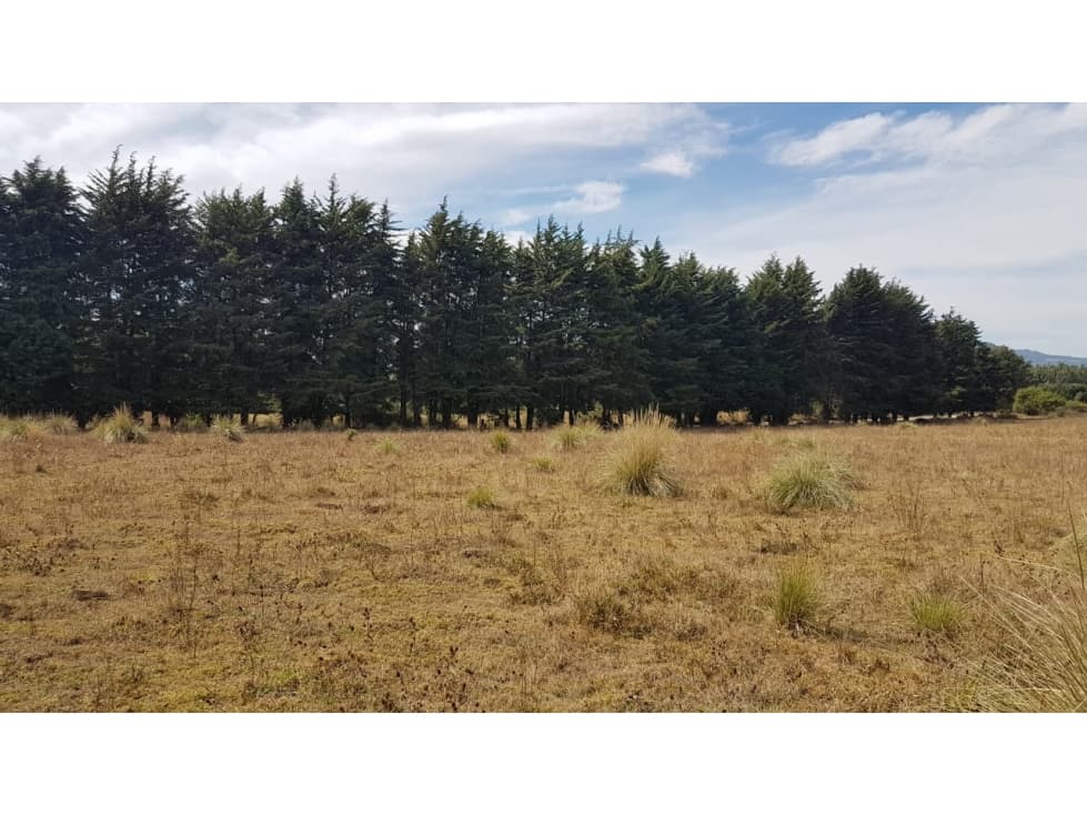 TERRENO AMPLIO RODEADO DE BOSQUE — foto 4
