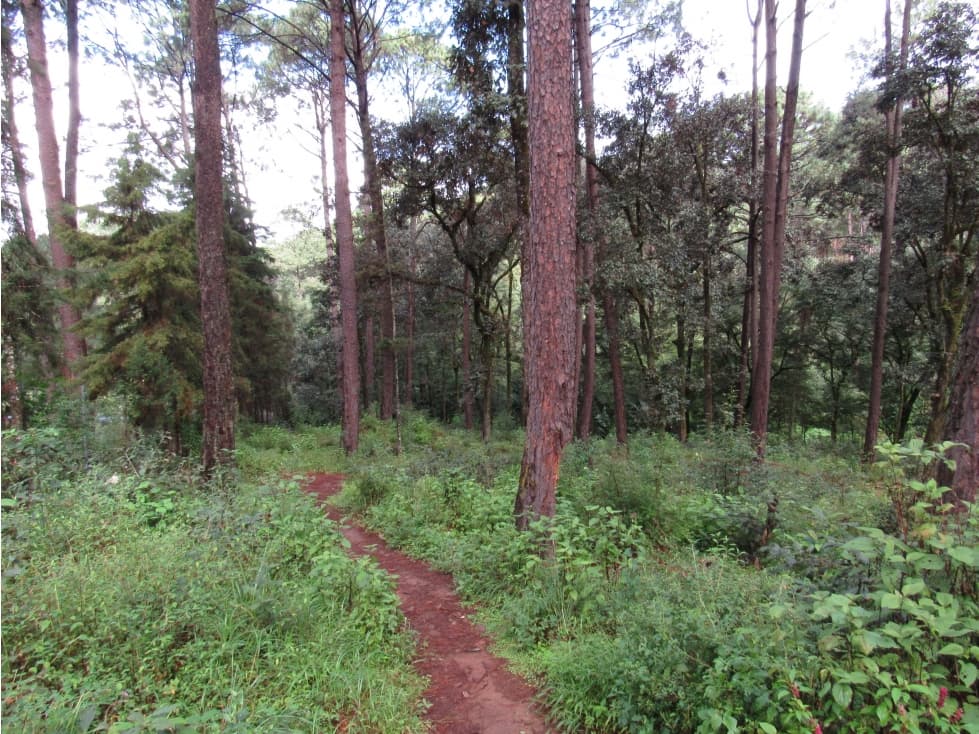 TERRENO PARA DESARROLLAR — foto 6