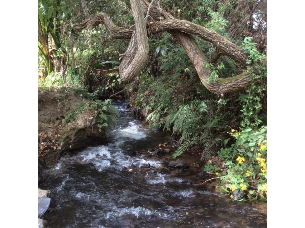 TERRENO CON ABUNDANTE AGUA — foto 1