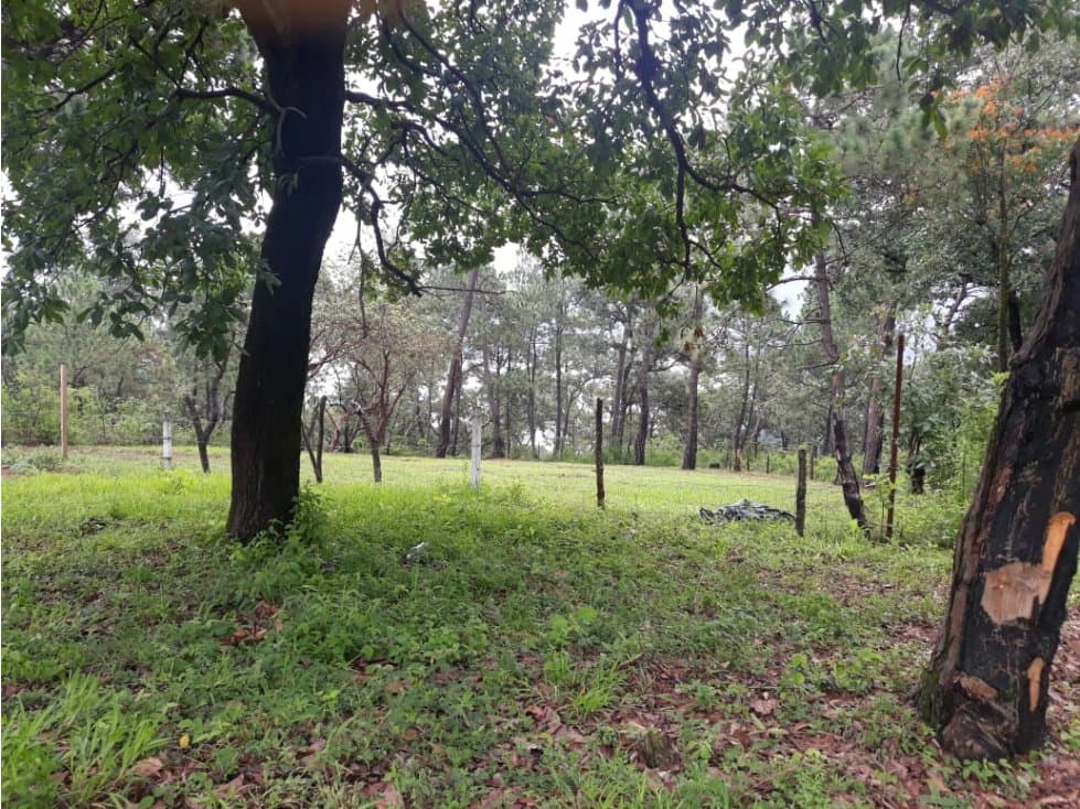 TERRENO CON BOSQUE EN PINARES DEL LAGO — foto 5