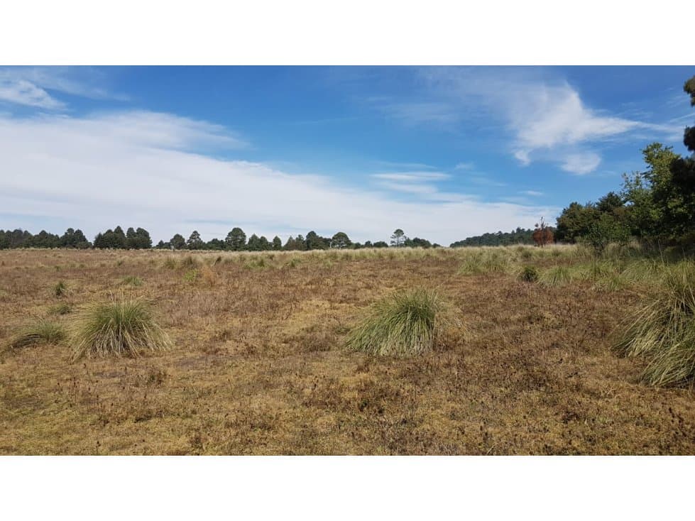 TERRENO AMPLIO RODEADO DE BOSQUE — foto 1