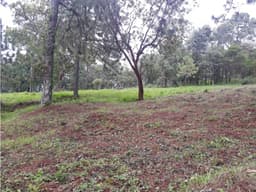 TERRENO CON BOSQUE EN PINARES DEL LAGO