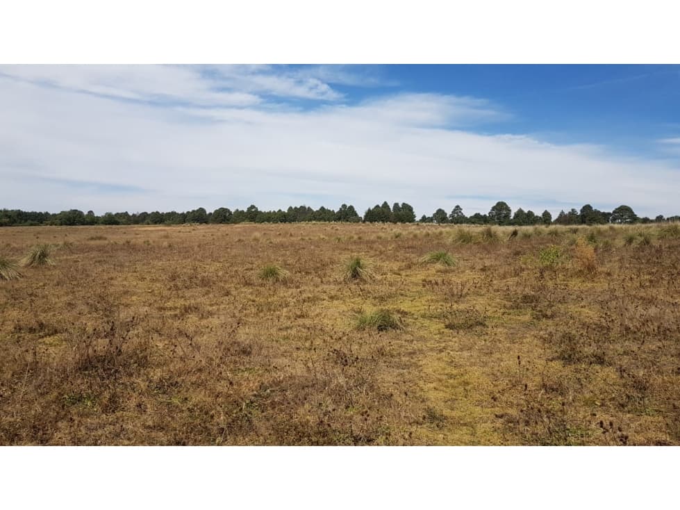 TERRENO AMPLIO RODEADO DE BOSQUE — foto 6