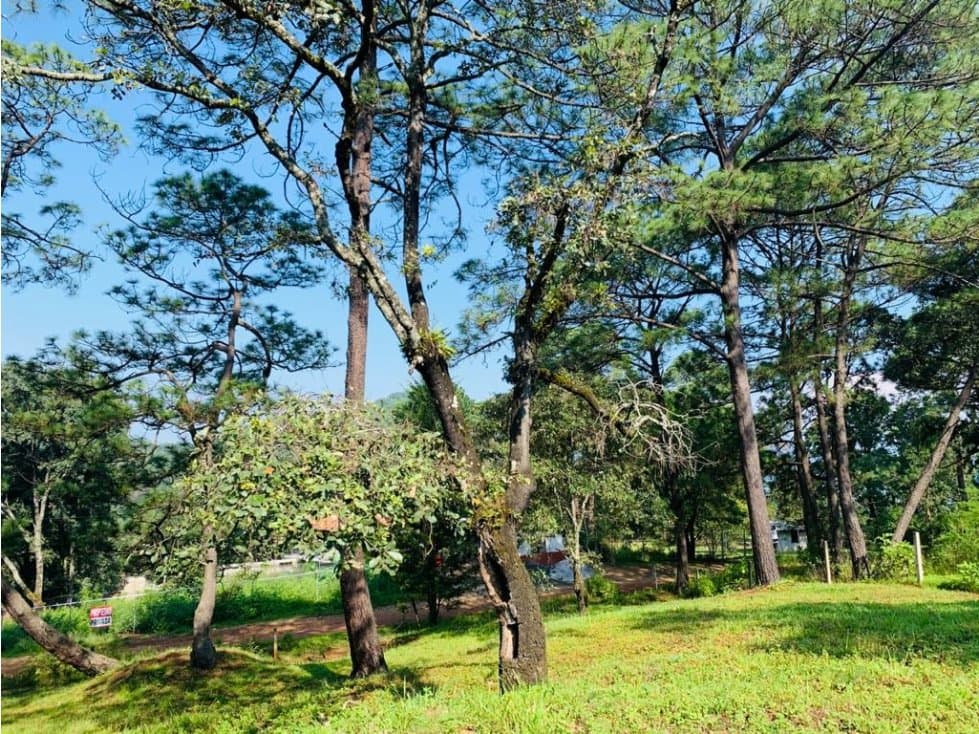 TERRENO EL PEDREGAL, AVANDARO — foto 3