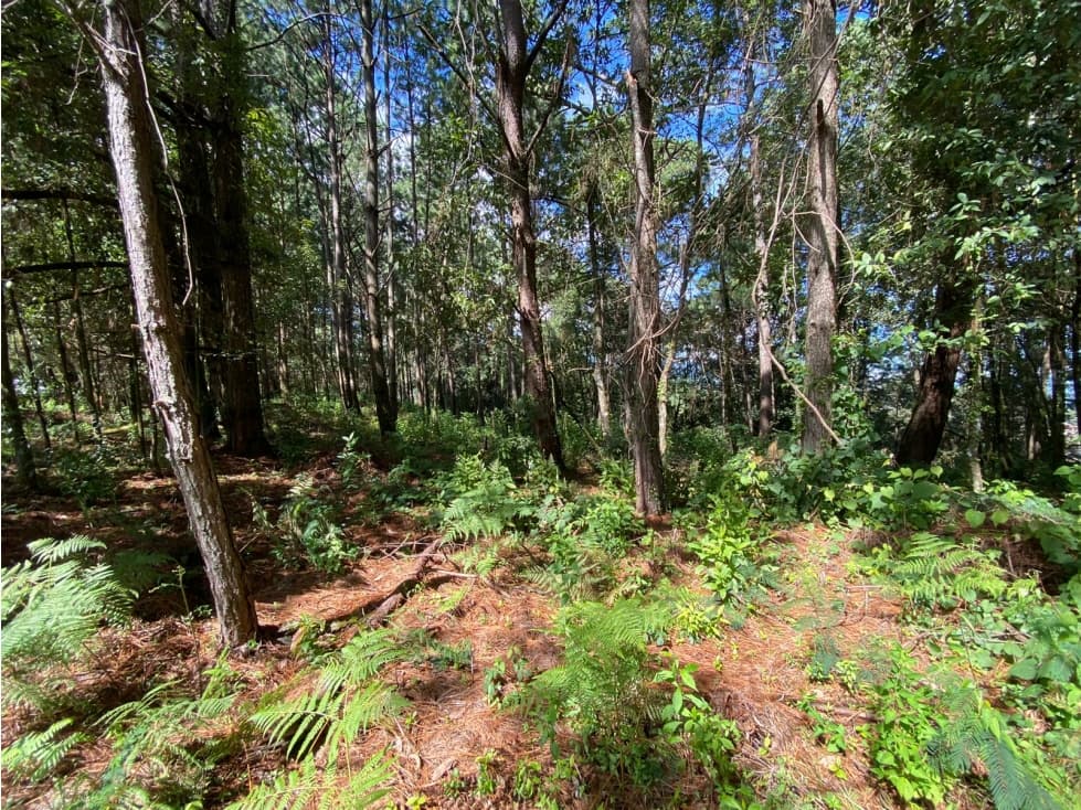 TERRENO EN VENTA PEÑA BLANCA, VALLE DE BRAVO — foto 3