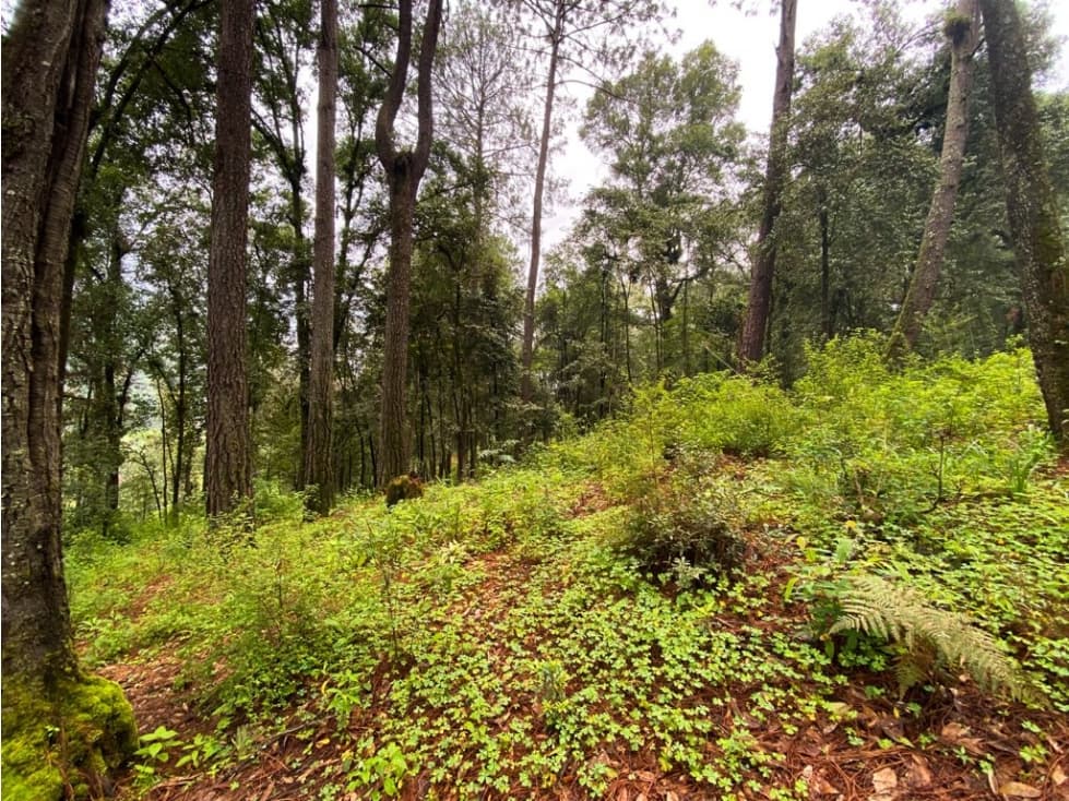 TERRENO VENTA CERRO GORDO, VALLE DE BRAVO — foto 1