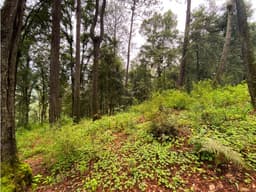TERRENO VENTA CERRO GORDO, VALLE DE BRAVO