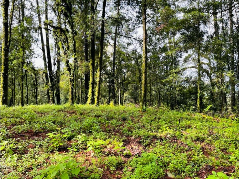 TERRENO RANCHO SAN SIMON — foto 3