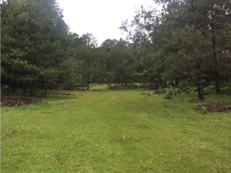 TERRENO PINAL DE OSORIO — foto 6