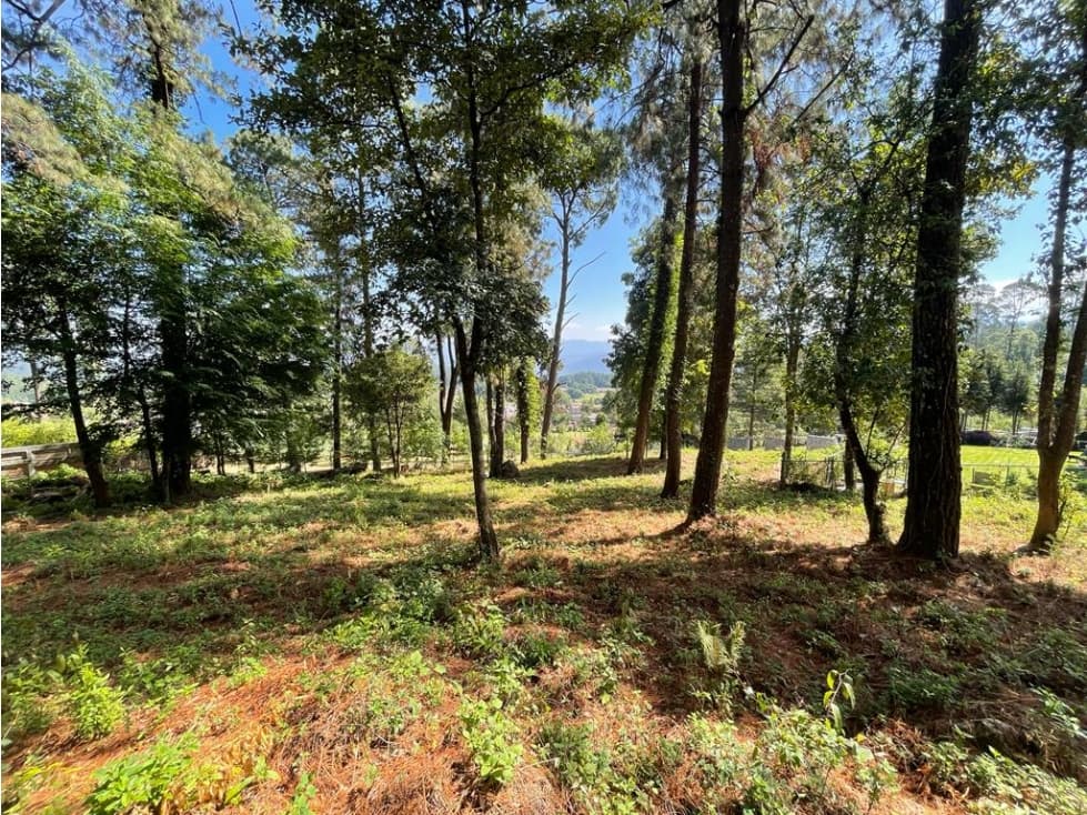 TERRENO BOSCOSO EN CERRO GORDO — foto 1