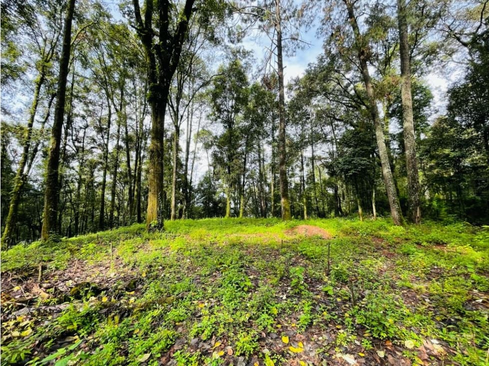 TERRENO RANCHO SAN SIMON — foto 5