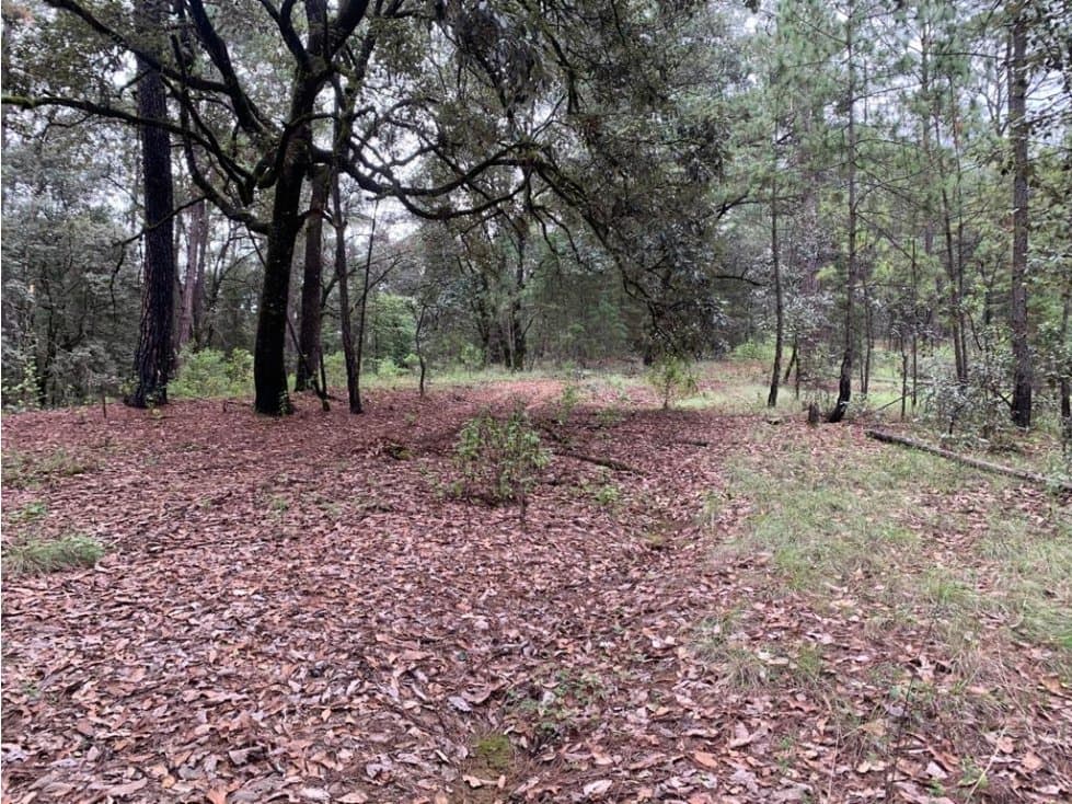 TERRENO LA LOMA — foto 1