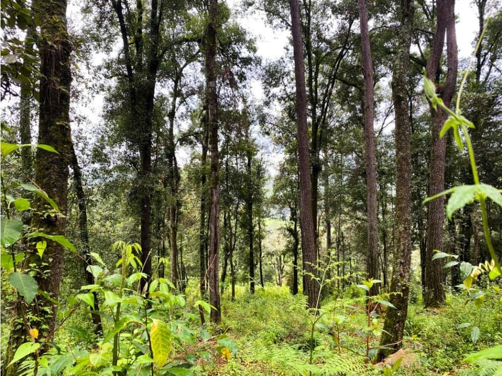 TERRENO VENTA CERRO GORDO — foto 1