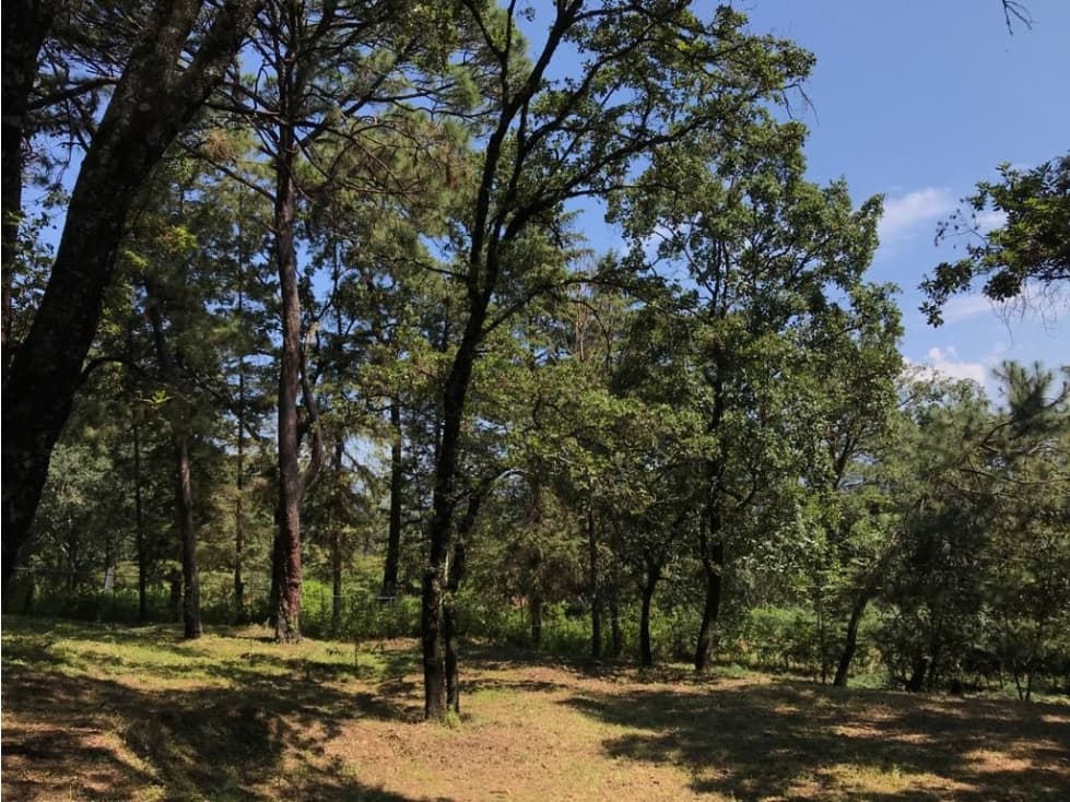 TERRENO BOSCOSO EN VENTA AVANDARO — foto 5