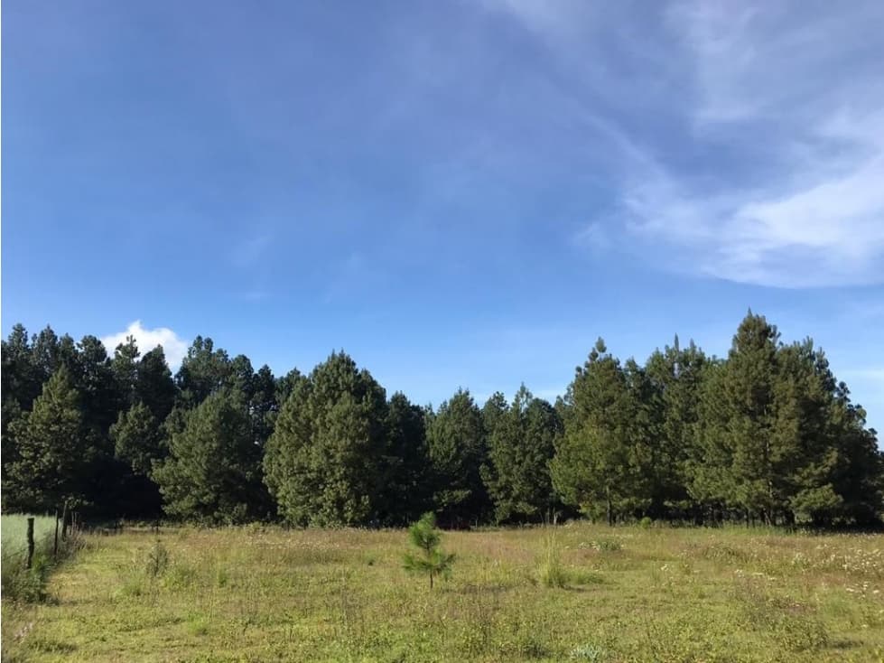 TERRENO LOS SAUCOS EN VENTA — foto 5