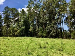 TERRENO 7HA CON BOSQUE