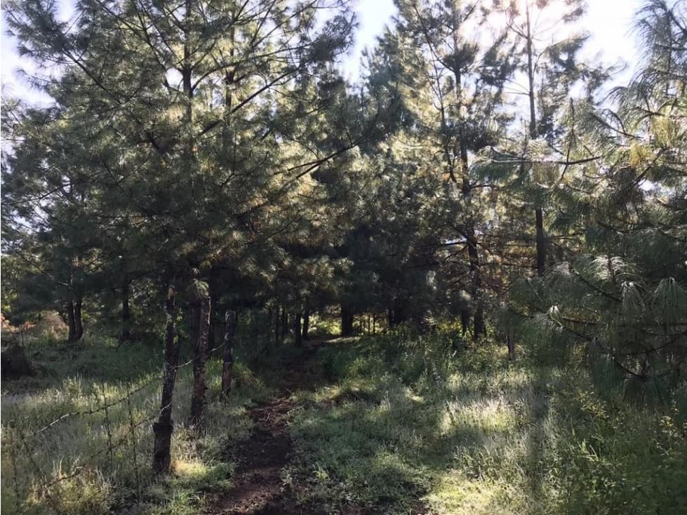 TERRENO LOS SAUCOS EN VENTA — foto 6