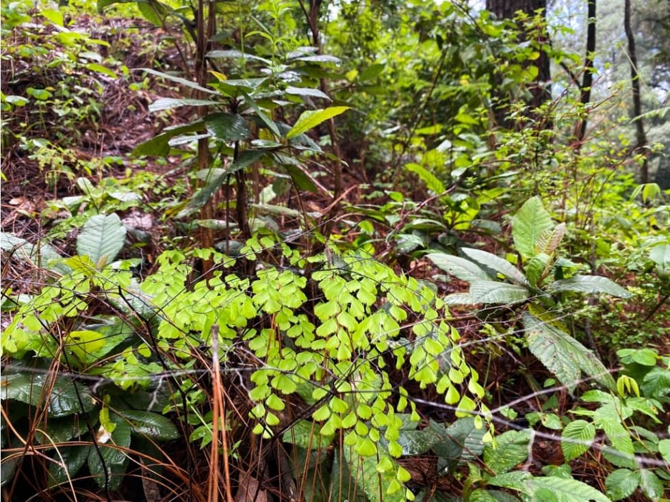 TERRENO VENTA CERRO GORDO — foto 4