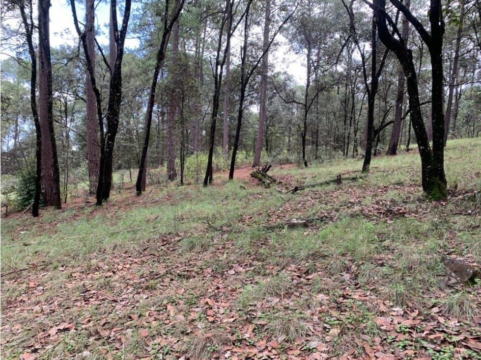 TERRENO LA LOMA — foto 5