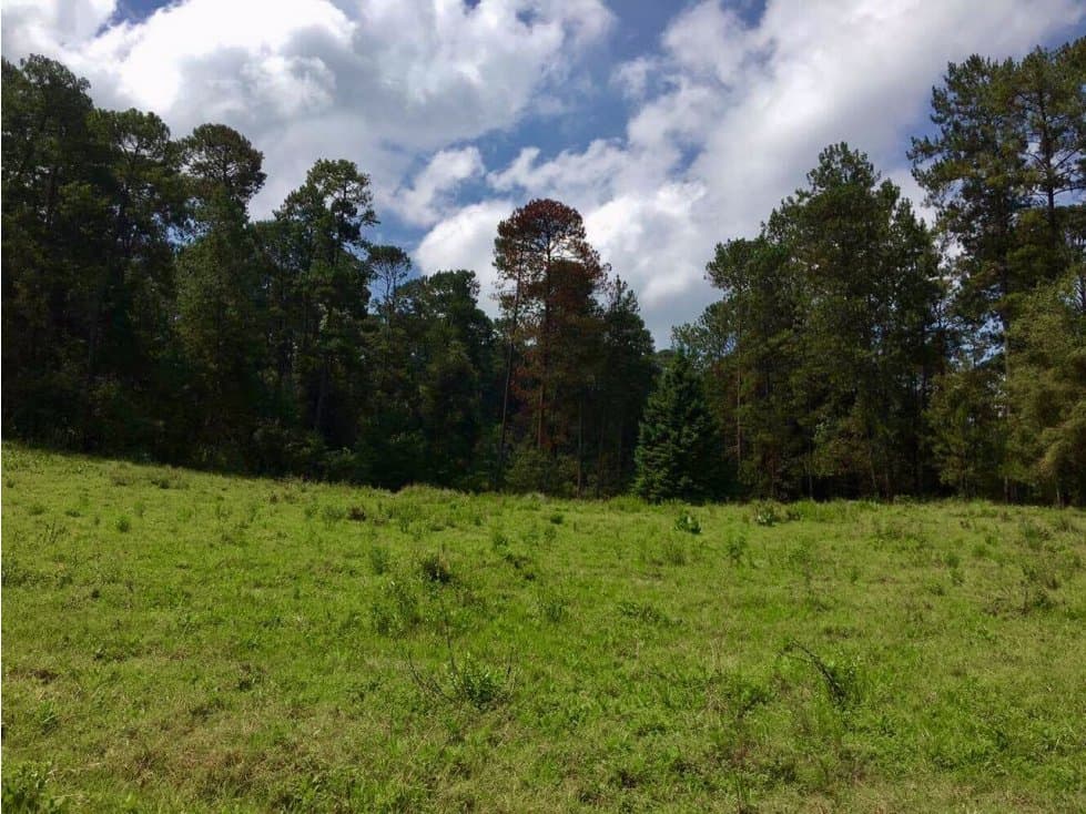 TERRENO 7HA CON BOSQUE — foto 2
