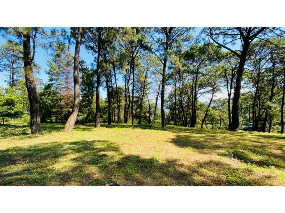 TERRENO BOSCOSO EN VENTA AVANDARO — foto 6