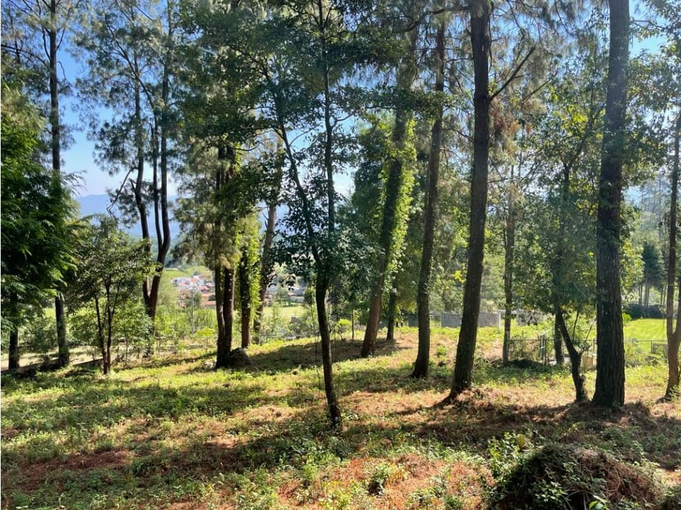 TERRENO BOSCOSO EN CERRO GORDO — foto 5