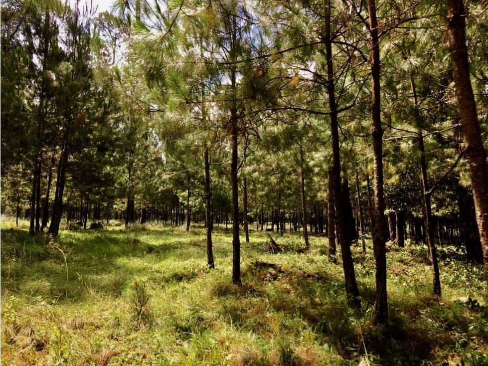 TERRENO 7HA CON BOSQUE — foto 5
