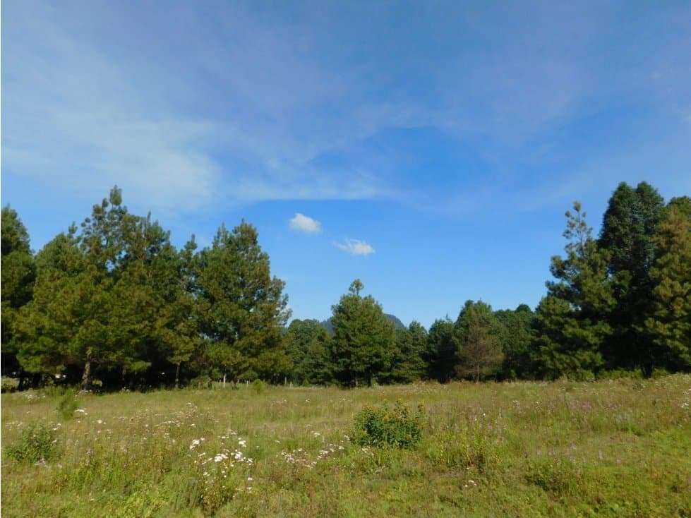 TERRENO LOS SAUCOS EN VENTA — foto 1