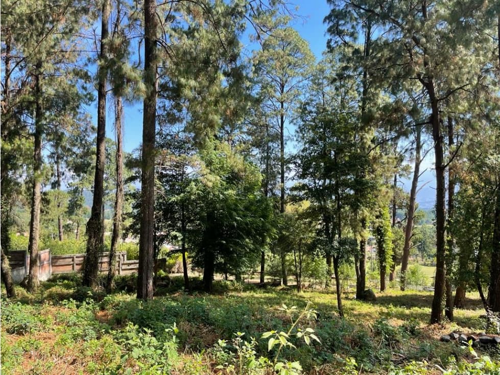 TERRENO BOSCOSO EN CERRO GORDO — foto 6