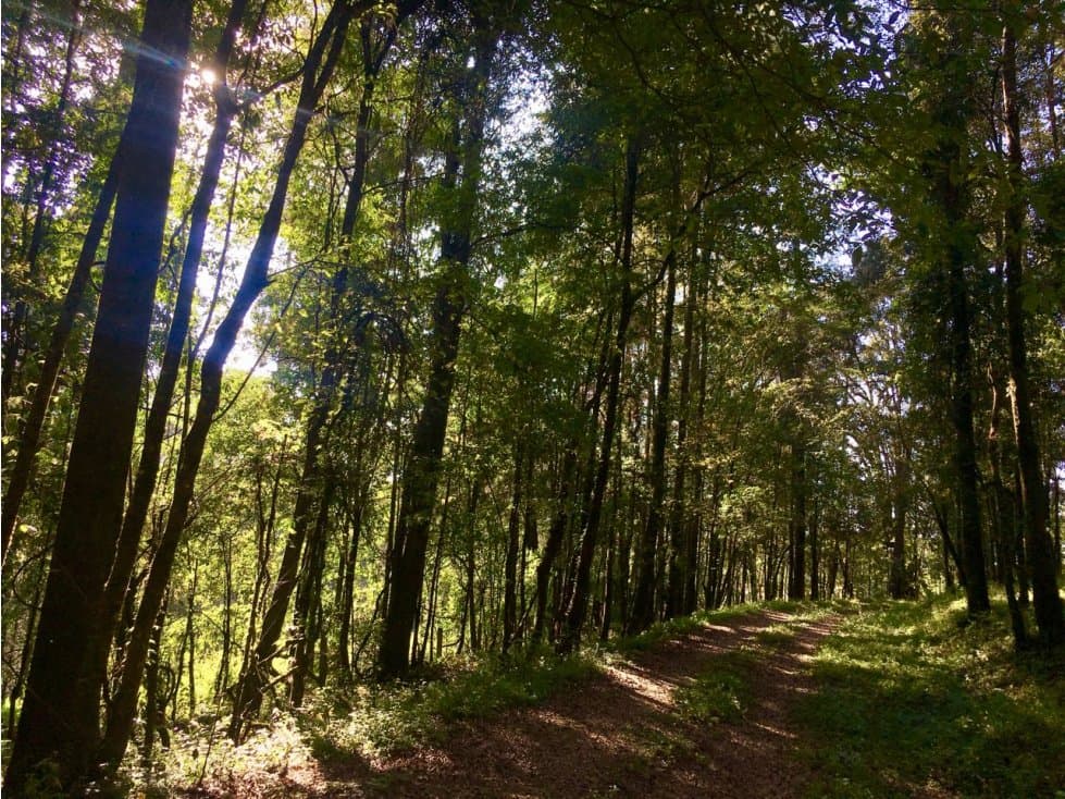 TERRENO 7HA CON BOSQUE — foto 4
