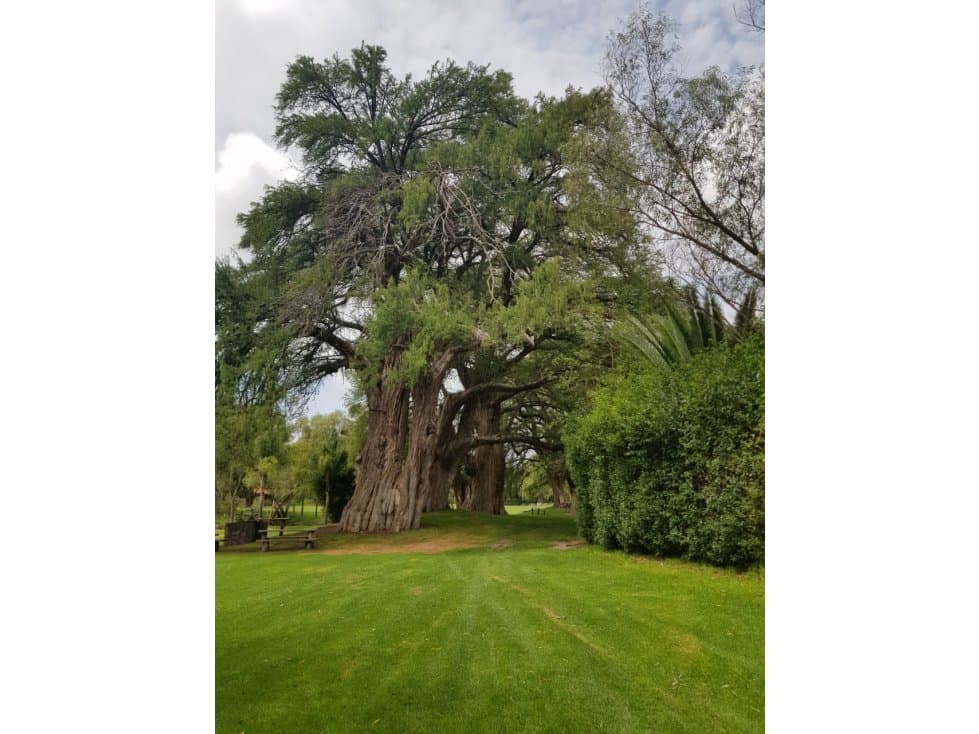 VENTA DE CASA CAMPESTRE EDEN LOS SABINOS — foto 2
