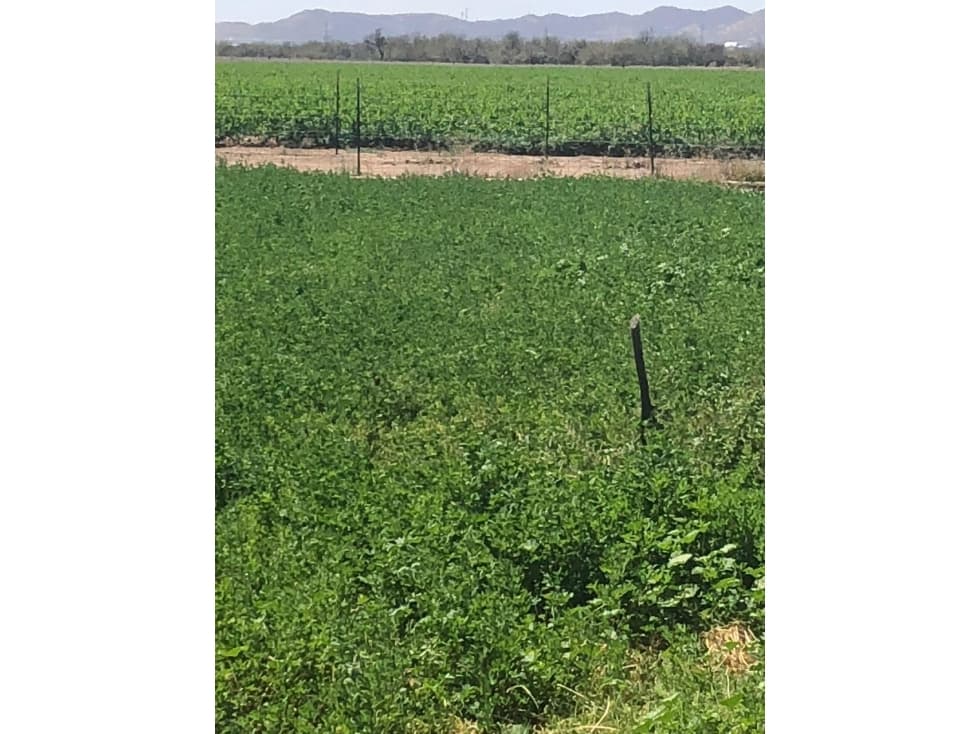 SE VENDE CAMPO AGRÍCOLA  DE 70 HAS A 25 MIN DE HERMOSILLO — foto 2