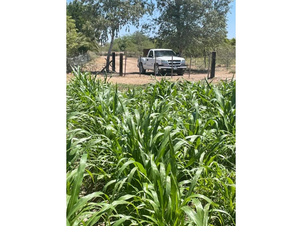 SE VENDE CAMPO AGRÍCOLA  DE 70 HAS A 25 MIN DE HERMOSILLO — foto 5