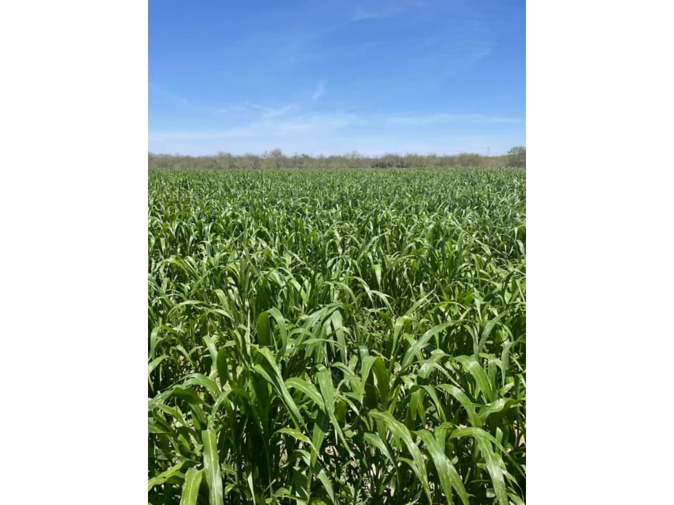 SE VENDE CAMPO AGRÍCOLA  DE 70 HAS A 25 MIN DE HERMOSILLO — foto 6
