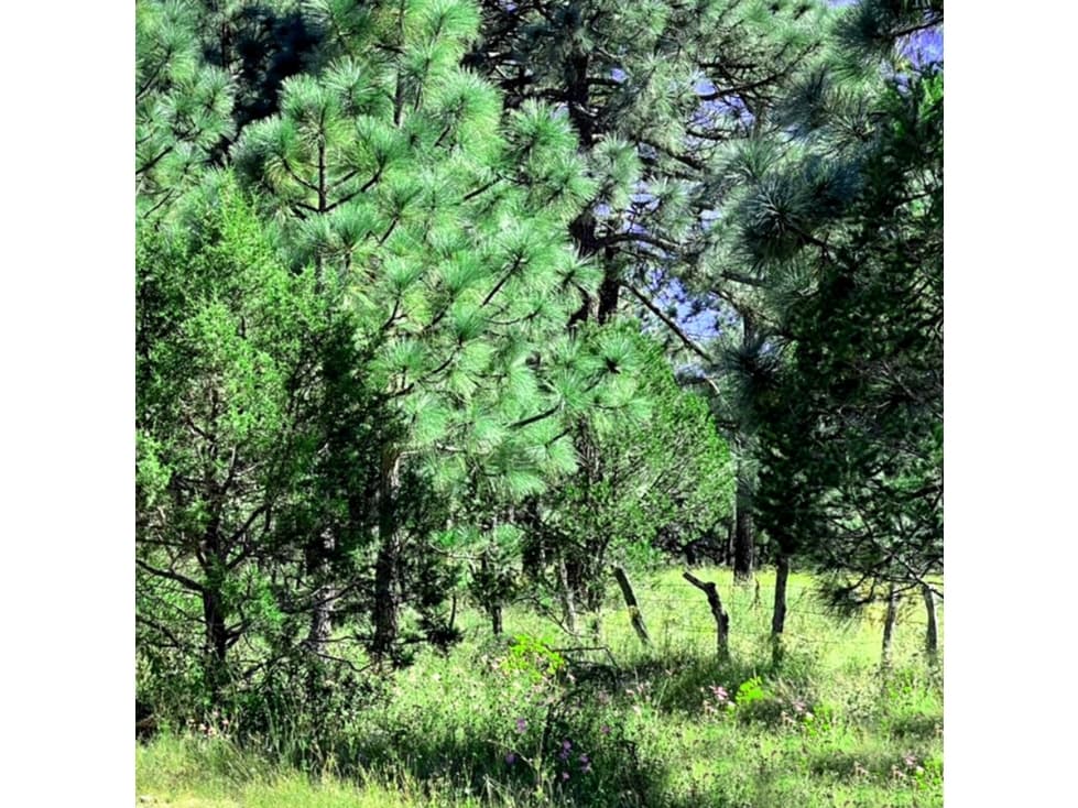 CAMPESTRE LOS LOBOS..!! — foto 6