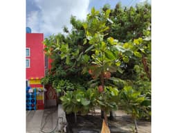 Casa en venta, en fracc. Real del bosque.