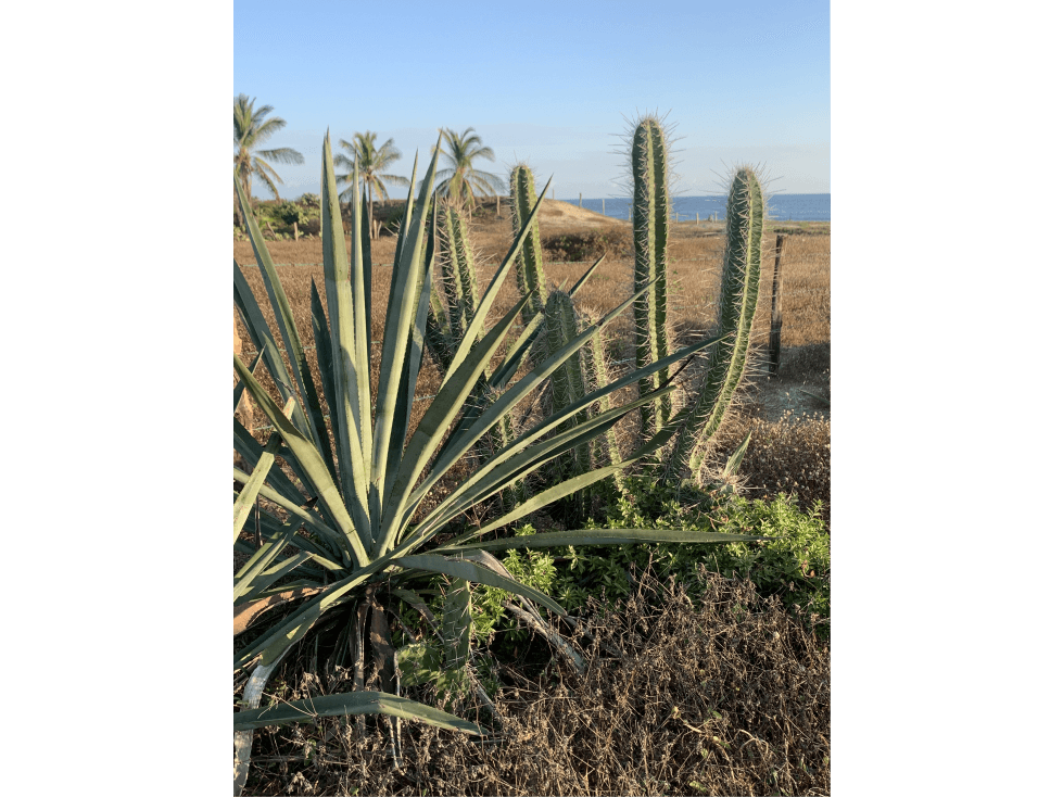HERMOSO TERRENO A METROS DEL MAR — foto 5