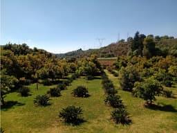 TERRENO AVE DE PARAÍSO
