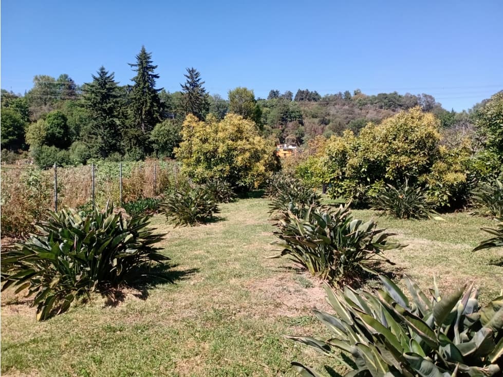 TERRENO LA CANDELARIA — foto 4