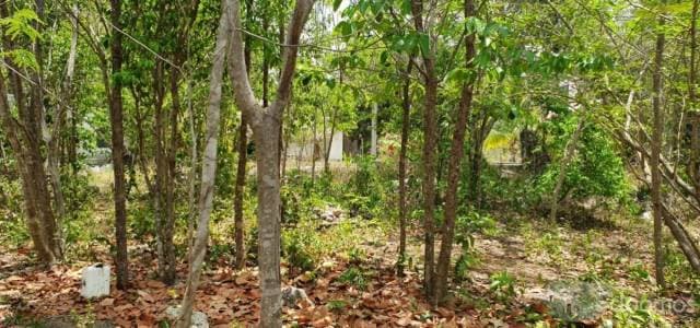 Venta Terreno con desarrollo en Tulum — foto 6