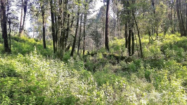 Terreno venta bosque río Rancho Avándaro — foto 1